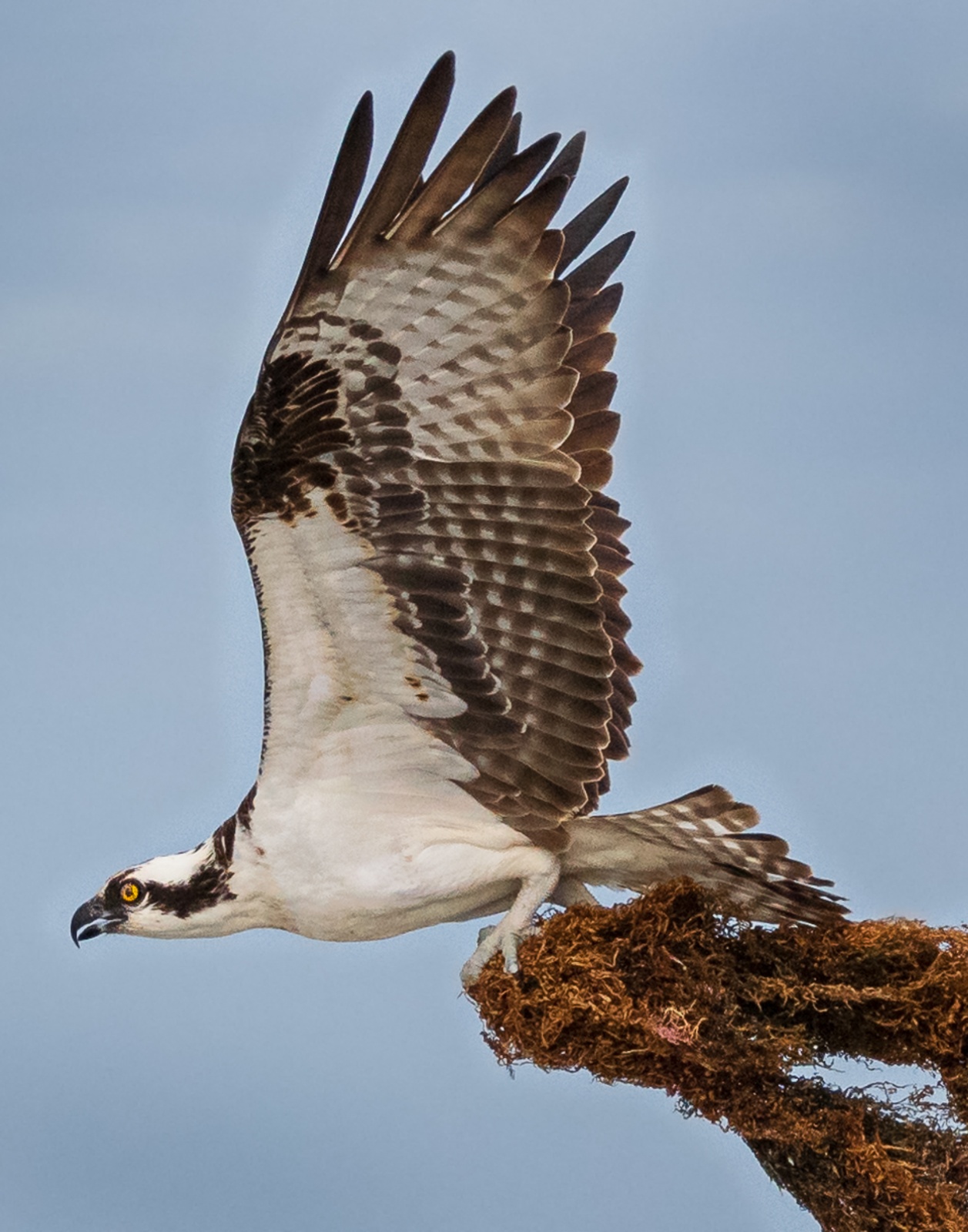 Bill Giaimo - Osprey with Nesting Material